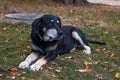 Outbred dog with sad eyes lying on the grass Royalty Free Stock Photo