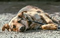 Outbred dog sadly lies on the stones of gravel Royalty Free Stock Photo
