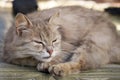 Outbred fluffy cat is dozing. Portrait of a gray cat Royalty Free Stock Photo
