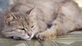 Outbred fluffy cat is dozing. Portrait of a gray cat