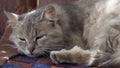 Outbred fluffy cat is dozing. Portrait of a gray cat