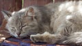 Outbred fluffy cat is dozing. Portrait of a gray cat