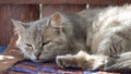 Outbred fluffy cat is dozing. Portrait of a gray cat