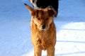 Outbred red dog looks forward in winter