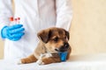 Outbred red puppy at the veterinarian`s examination in the clinic. Dog vaccination Royalty Free Stock Photo