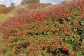 Outburst of Red Berries on the California Coast