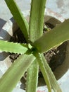 Outdoor aloevera plant in sunlight