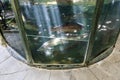 outdoor aquarium with live sturgeons and trouts