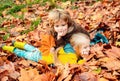 Outdoor autumn portrait of little girl and boy laying in autumn park. Fall leaves relaxing and still life kids concept. Royalty Free Stock Photo