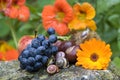 Outdoor Autumn Still Life