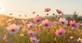 meadow blooming background sunset garden pink flower field beautiful violet nature. Generative AI. Royalty Free Stock Photo