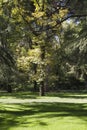 Outdoor, beautiful park with leafy trees Royalty Free Stock Photo