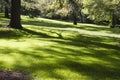 Outdoor, beautiful park with leafy trees Royalty Free Stock Photo