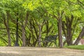 Outdoor bench and lamp post against lush trees at a scenic park on a sunny day Royalty Free Stock Photo