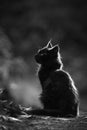 Outdoor black cat photo Royalty Free Stock Photo