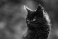 Outdoor black cat photo Royalty Free Stock Photo