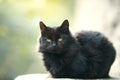 Outdoor black cat photo