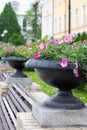 Outdoor black pots planted with pink flowers Royalty Free Stock Photo