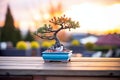 outdoor bonsai tree with a colourful sunset in the background Royalty Free Stock Photo