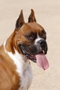 Outdoor Boxer Portrait Royalty Free Stock Photo