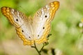 Outdoor Butterfly Royalty Free Stock Photo
