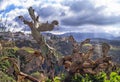 Outdoor cactus with Ronda, Spain as background