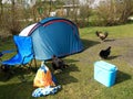 Outdoor camping tent with chickens around it