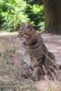 Outdoor cat siting on a grass path in summer house green garden Royalty Free Stock Photo