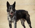 Outdoor Cattle Dog Portrait