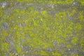 Outdoor cement ground with green algae background