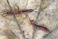 Outdoor Centipedes on leaf Royalty Free Stock Photo