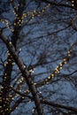 Outdoor Christmas decorations of illuminated fairy lights wrapped around winter tree branches Royalty Free Stock Photo