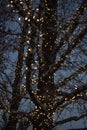 Outdoor Christmas decorations of illuminated fairy lights wrapped around winter tree branches Royalty Free Stock Photo