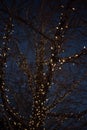 Outdoor Christmas decorations of illuminated fairy lights wrapped around winter tree branches Royalty Free Stock Photo