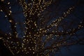 Outdoor Christmas decorations of illuminated fairy lights wrapped around winter tree branches Royalty Free Stock Photo