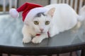 Outdoor christmas kitty cat portrait