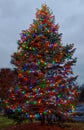 outdoor Christmas season tree at night with multiple colored bulbs