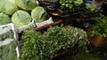 Outdoor City Fruit and Dried Herb Market in Jordan