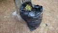 Outdoor cleanup concept with black garbage bag full of leaves Royalty Free Stock Photo