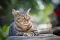 Outdoor Close-up Portrait of a Brown Tabby Cat. Royalty Free Stock Photo