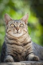 Outdoor Close-up Portrait of a Brown Tabby Cat. Royalty Free Stock Photo