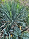 Closeup on a blue colored Spanish dagger or Sea Islands Yucca gloriosa