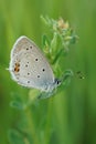 Closeup on a colorful Short tailed blue, Everes argiades sitting against a green natural background