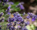 Meadow brown butterfly and a bee sitting on a lavender blossom, sunny blurred natural green Royalty Free Stock Photo