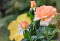 Outdoor color portrait of an apricot orange and pink rose with blossoms and buds taken in the garden w Royalty Free Stock Photo