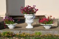Outdoor concrete vases with flowers, flower pots with petunias. Garden design Royalty Free Stock Photo