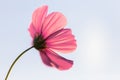 Outdoor Cosmos Flower