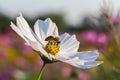 Outdoor Cosmos Flower