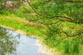 Outdoor countryside pond and green plants on the shore Royalty Free Stock Photo