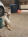 outdoor .cute white cat with blue eyes color .